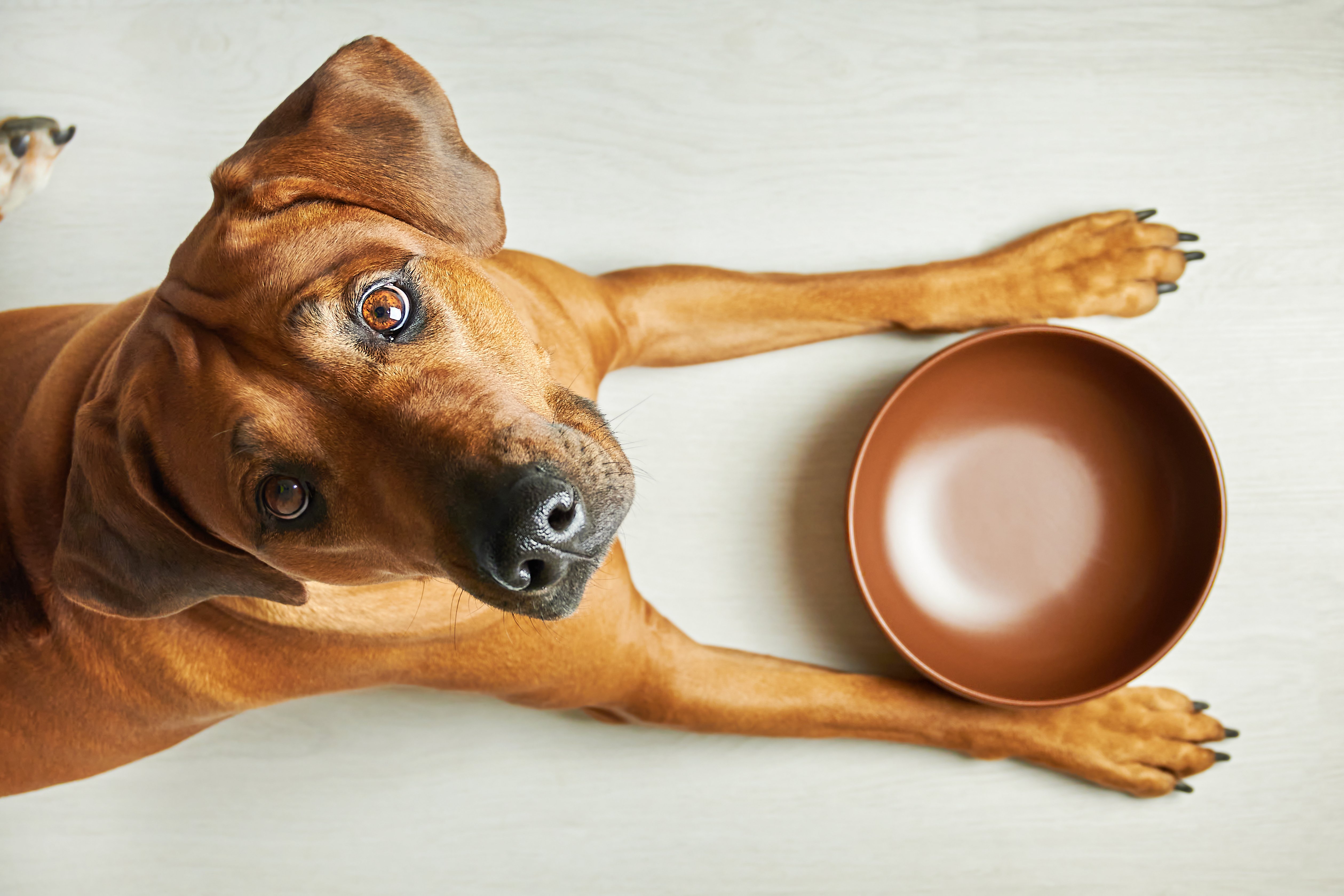 Allergie Stagionali nel Cane: Cibi da Evitare e Alternative Monoproteiche