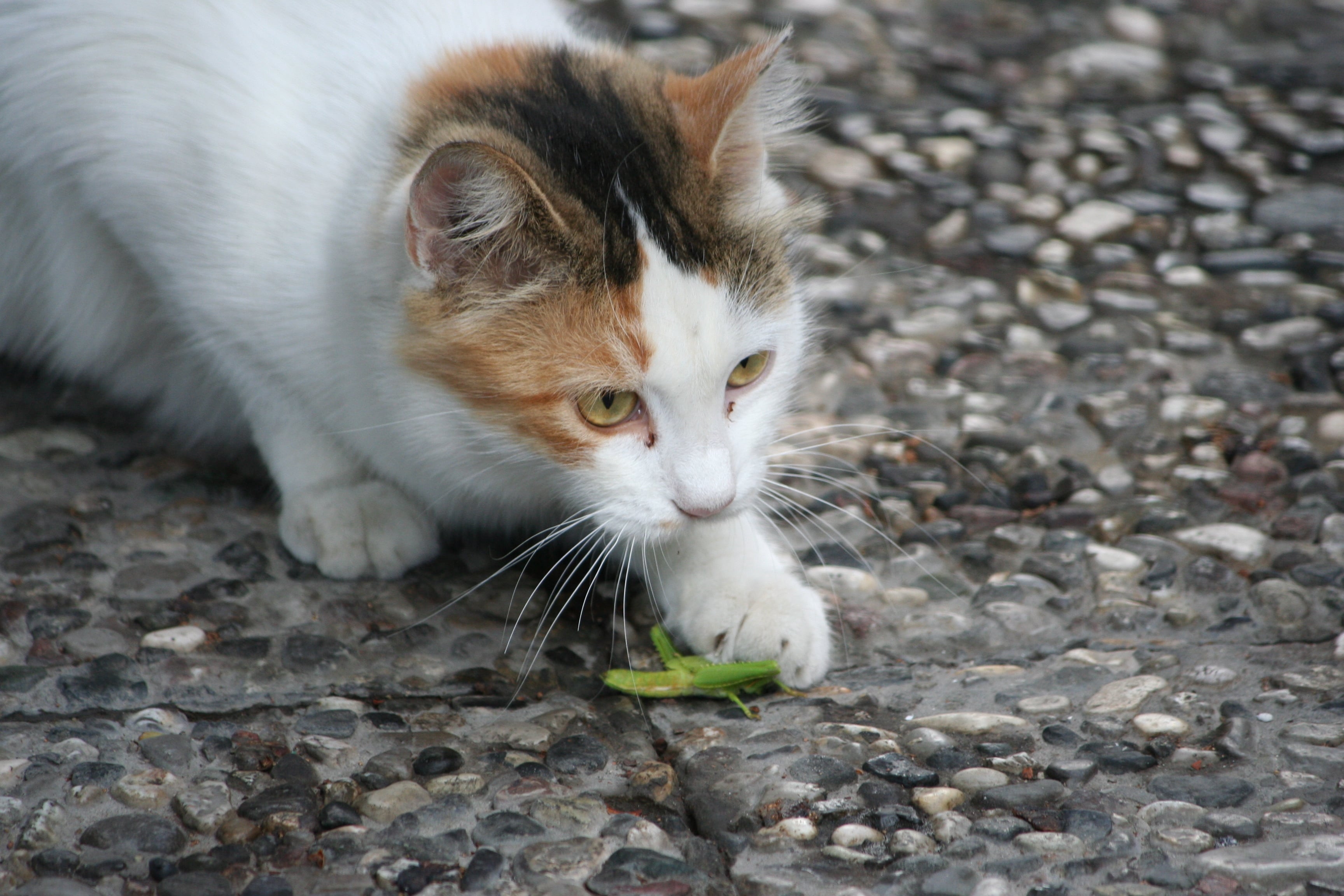 gatto e prede gatto e prede