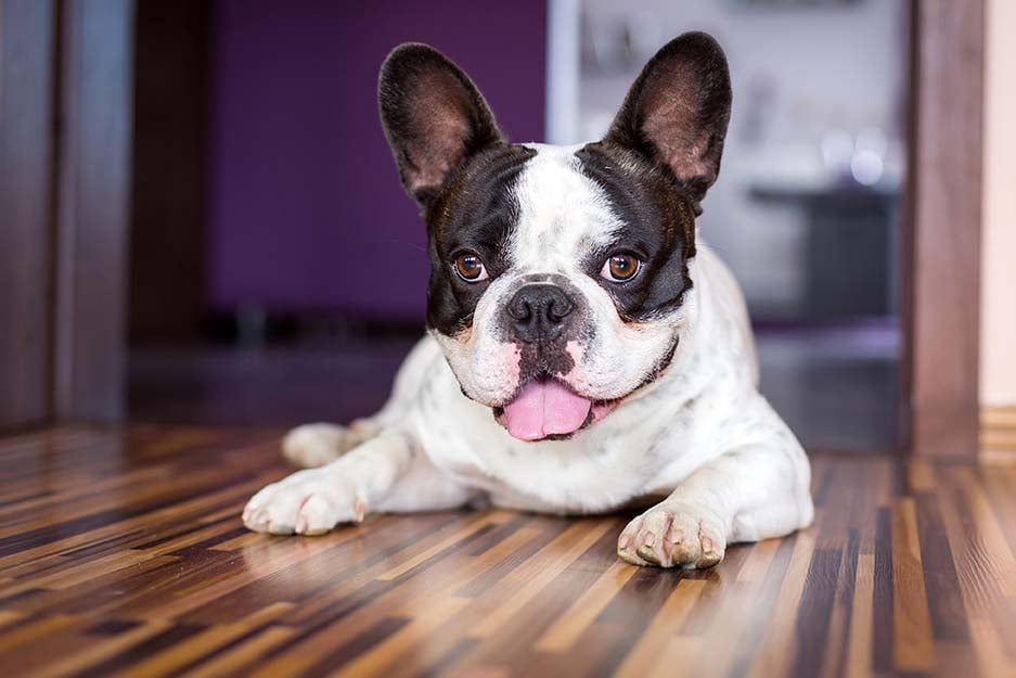 Noia o Ansia da Separazione? Come Aiutare il Cane a Stare Sereno quando Siamo Fuori Casa