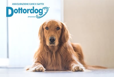 Assicurazione per cane e gatto
