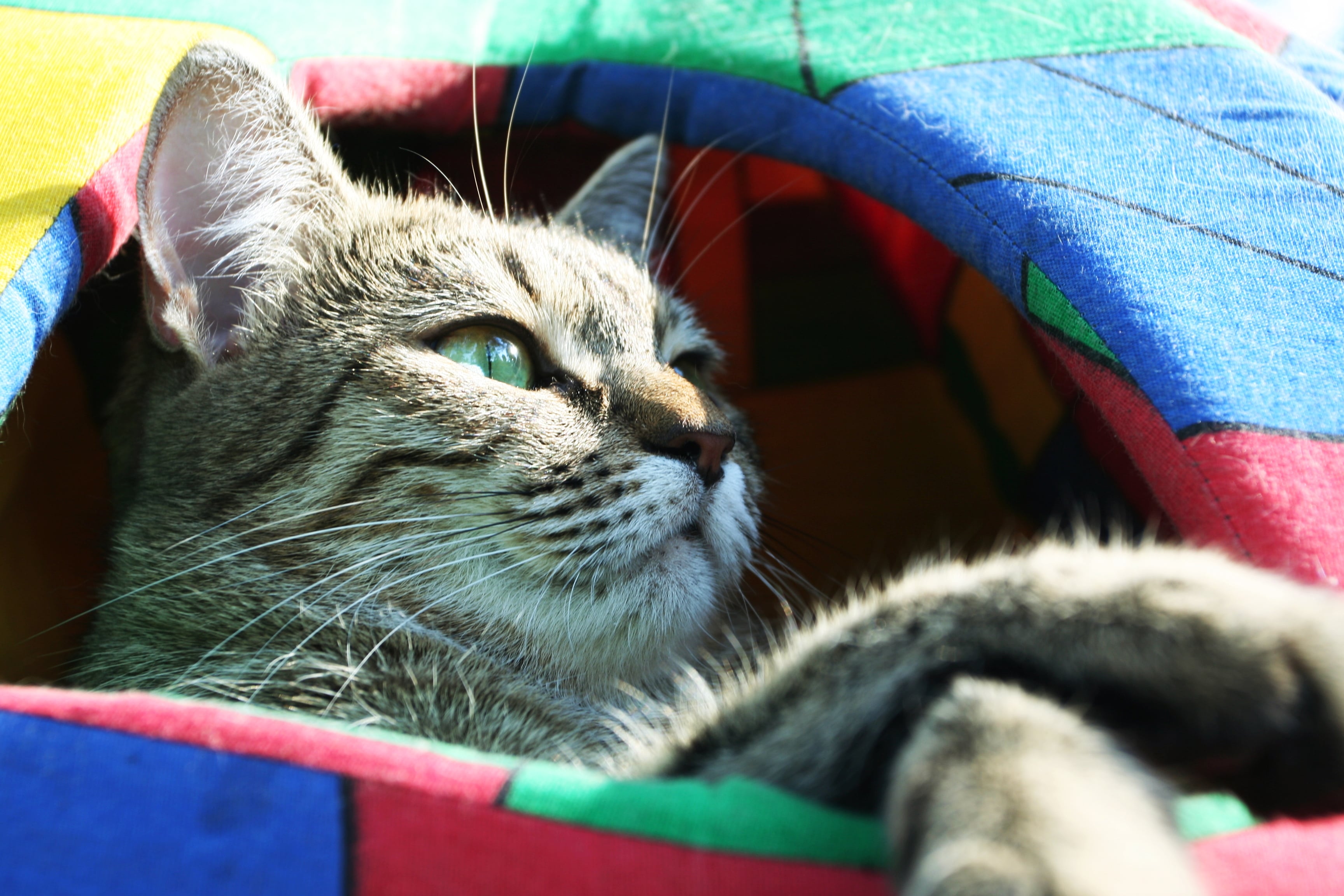 gatto sterilizzato