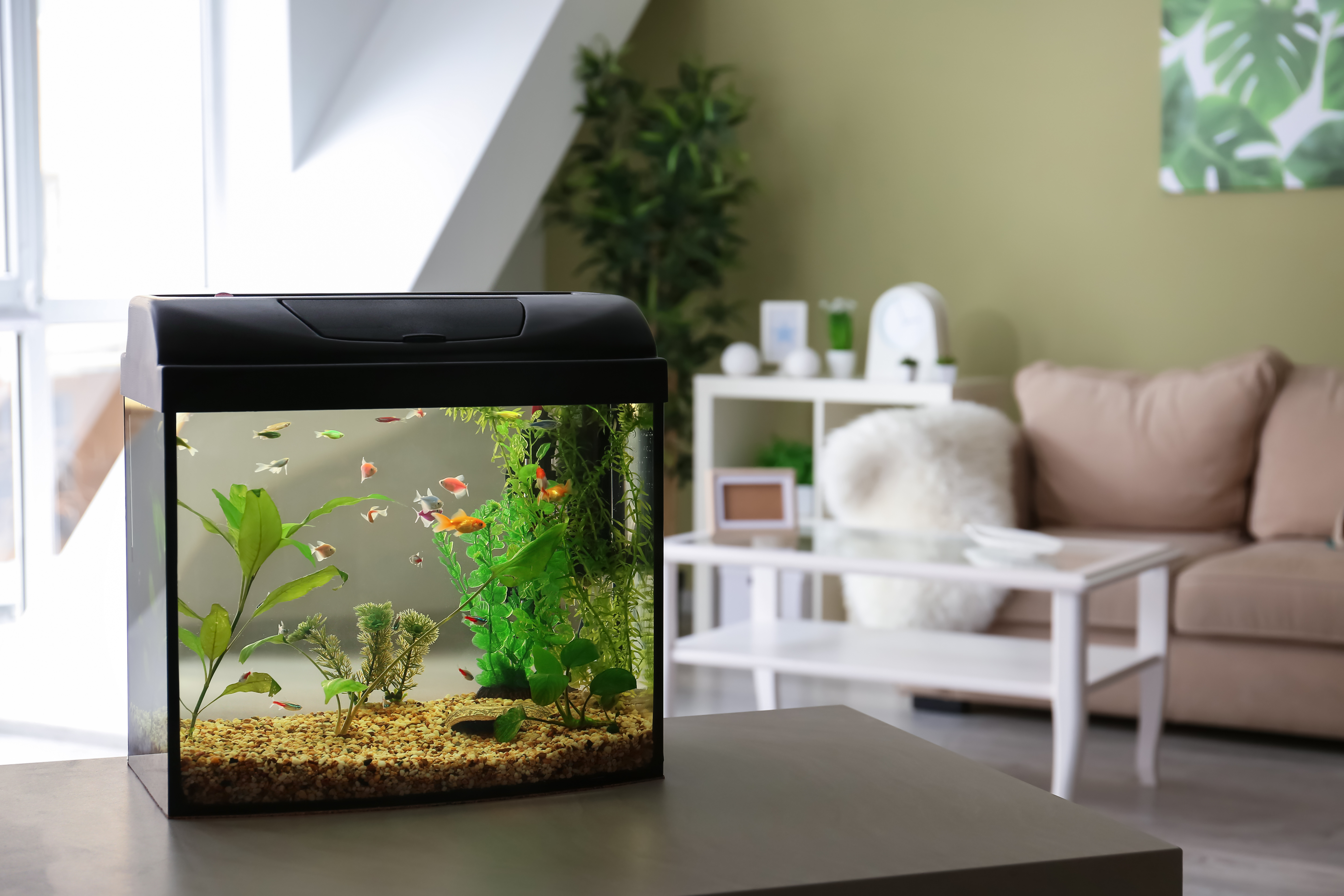acquario