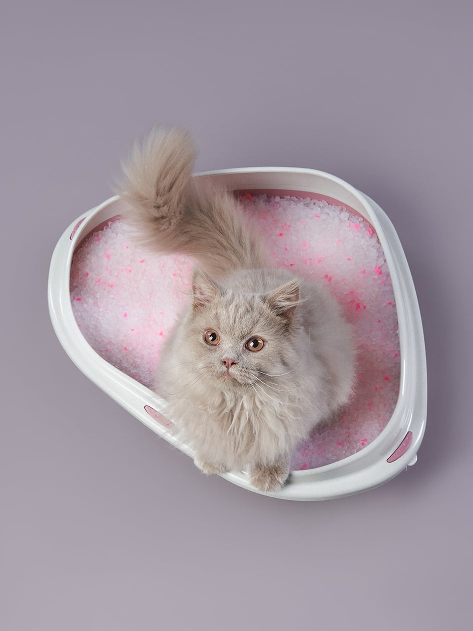 lettiere gatto lettiere gatto