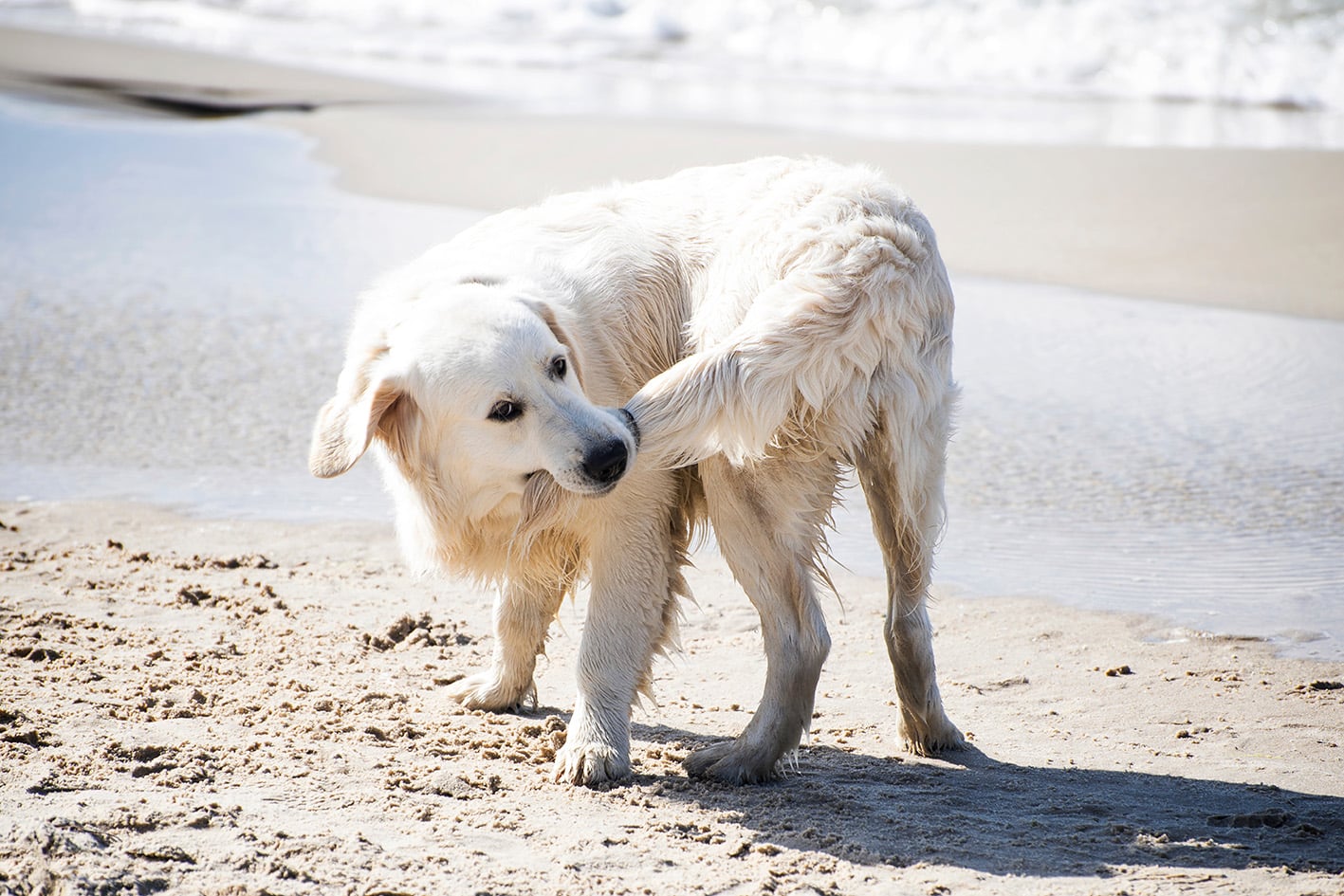 I disturbi ossessivo-compulsivi del cane
