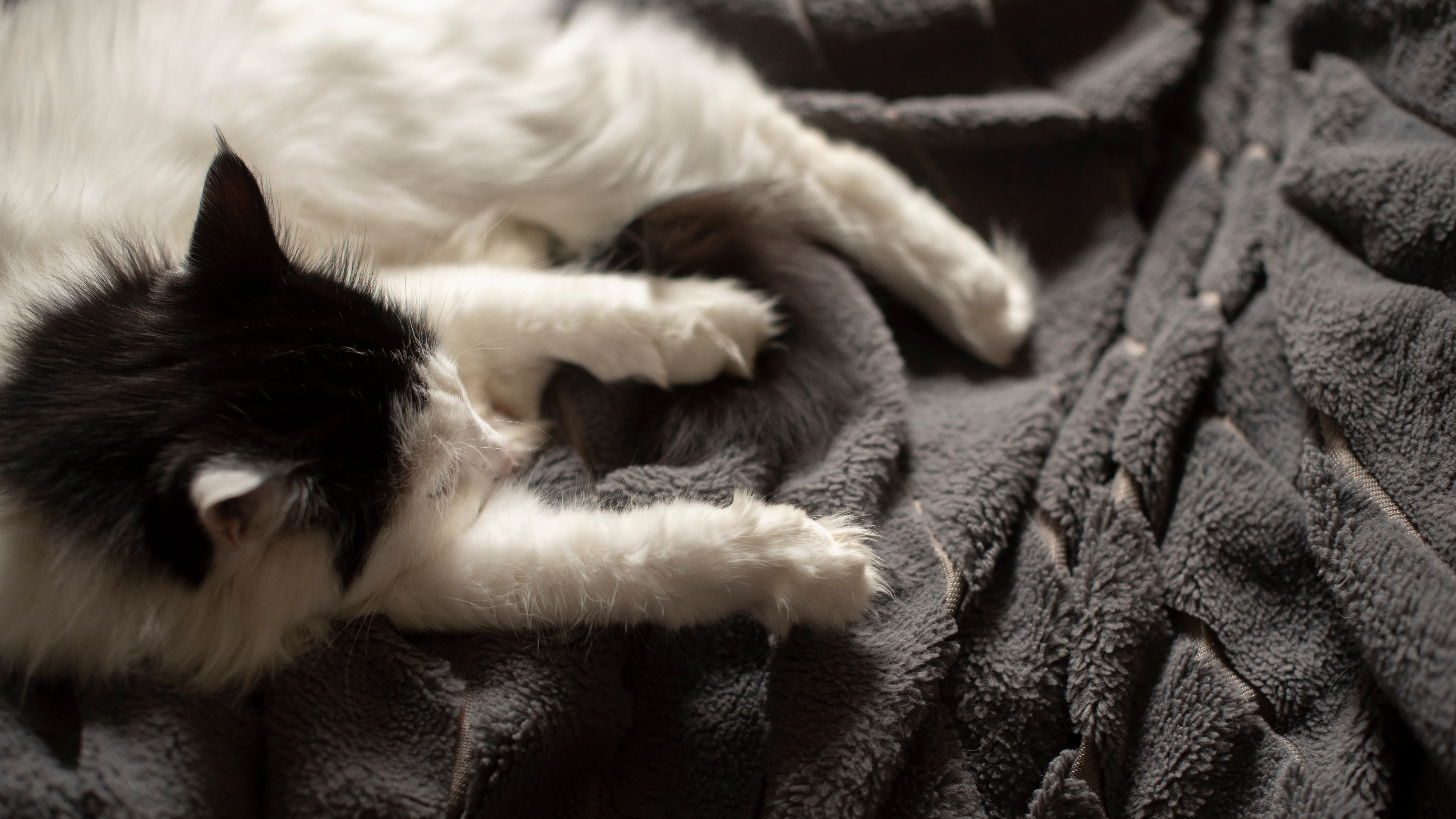 gatti che impastano gatti che impastano