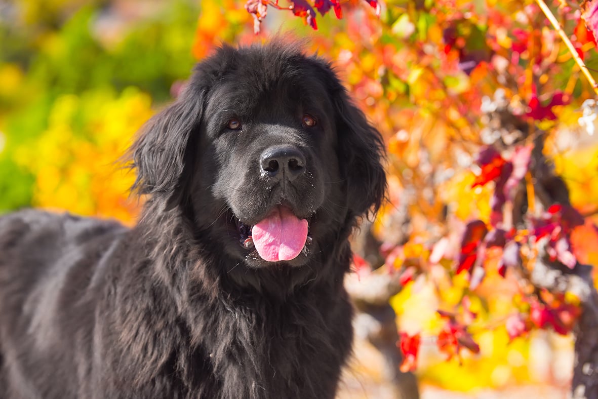 AIUTARE IL PET CON IL CALDO AIUTARE IL PET CON IL CALDO