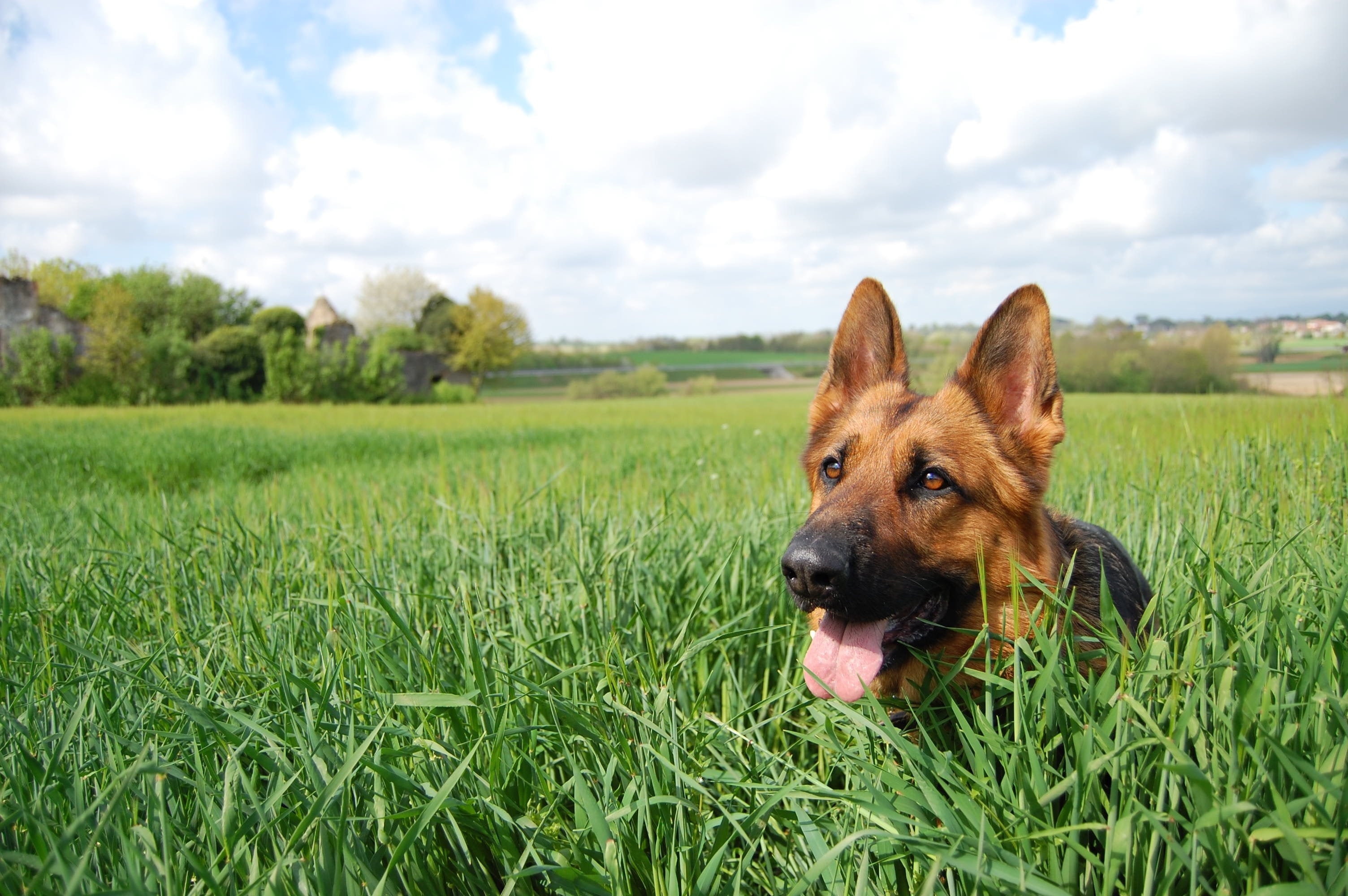 cane che corre cambio di stagione cane che corre cambio di stagione