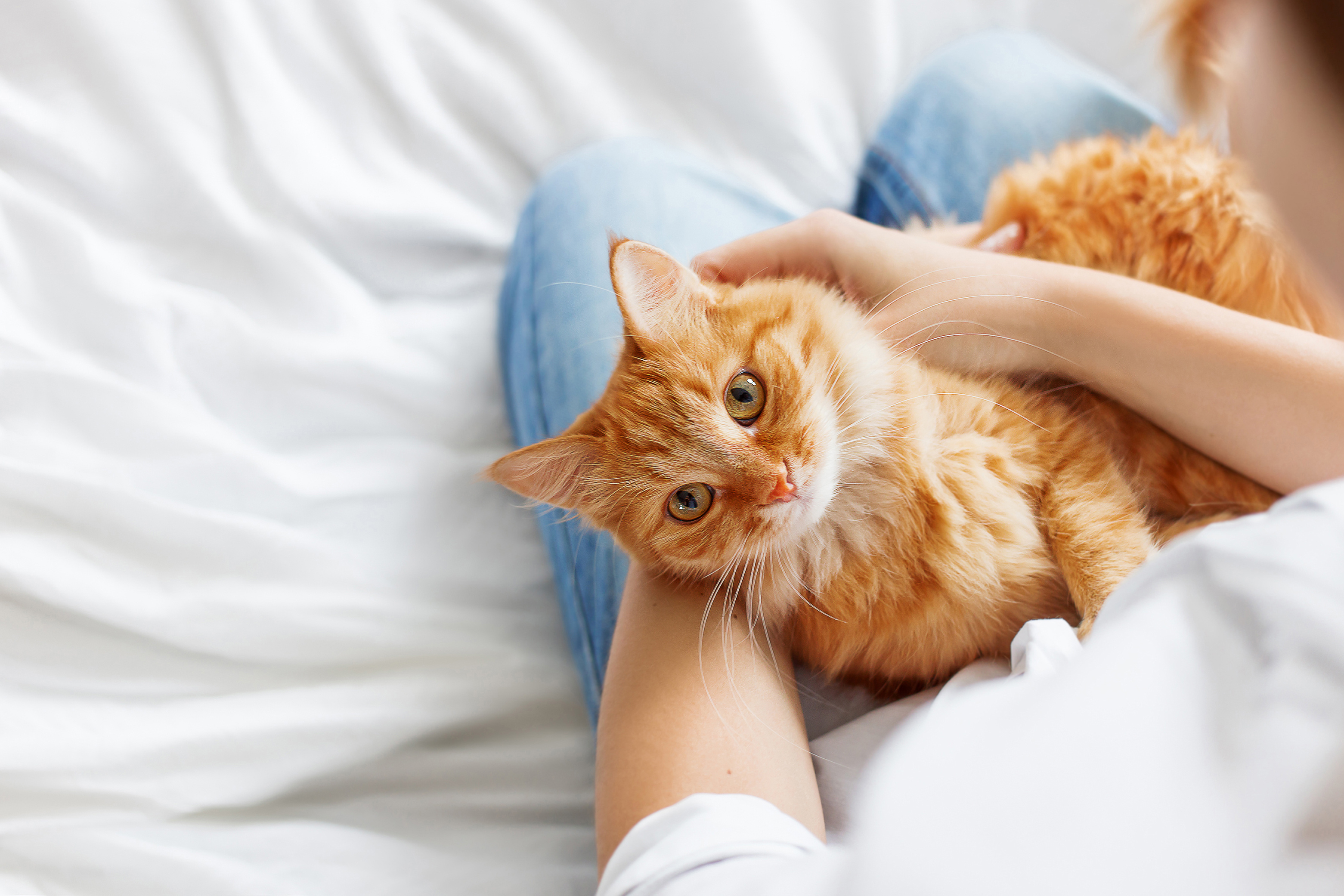 gatto rientro vacanza