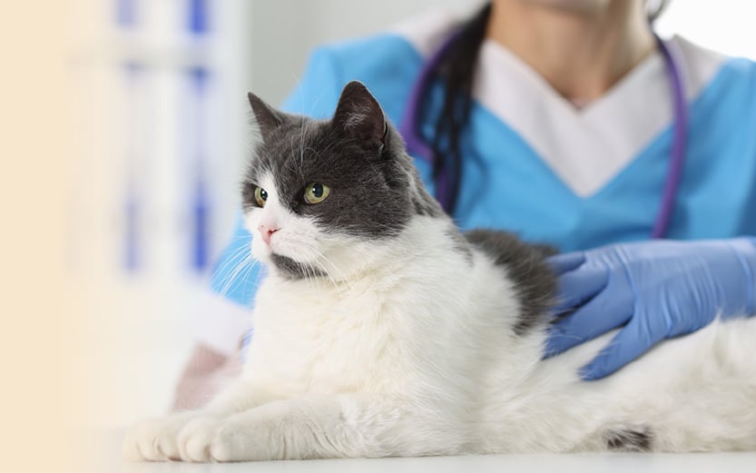 I consigli dei nostri esperti veterinari