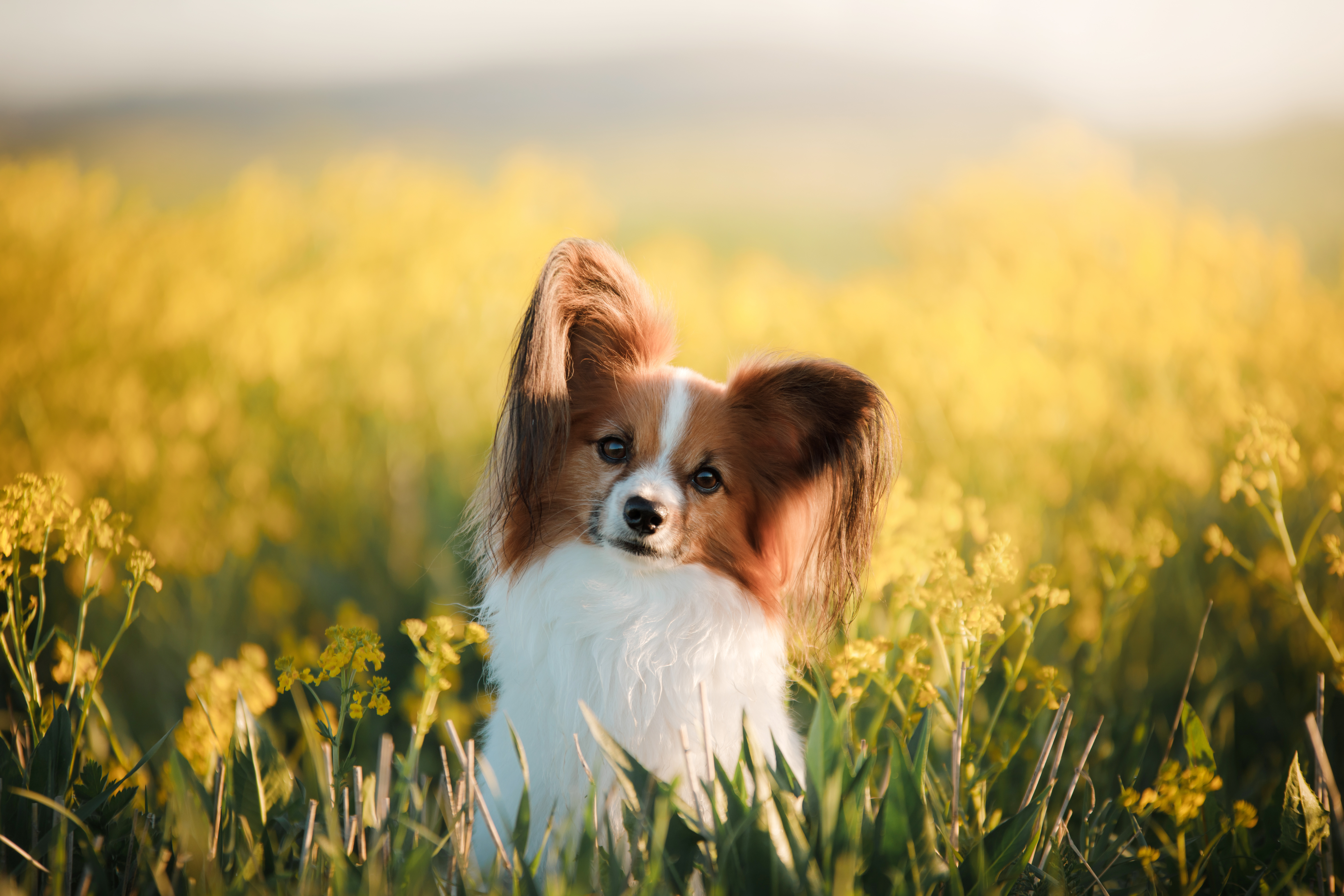 cane papillon cane papillon