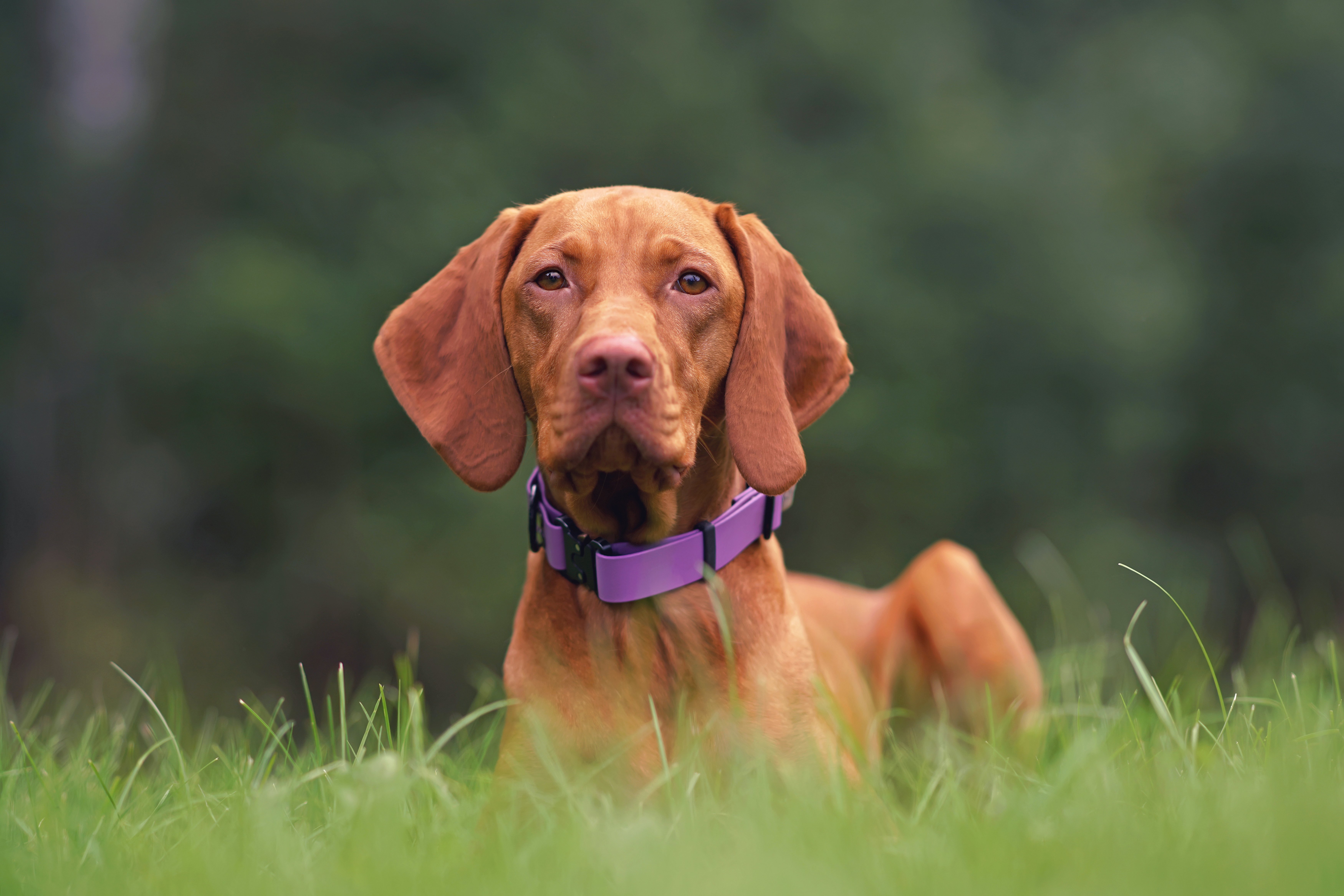 Vizsla: guida completa sul bracco ungherese