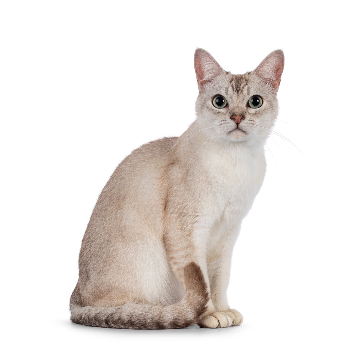 Un gatto di &ldquo;rara&rdquo; bellezza