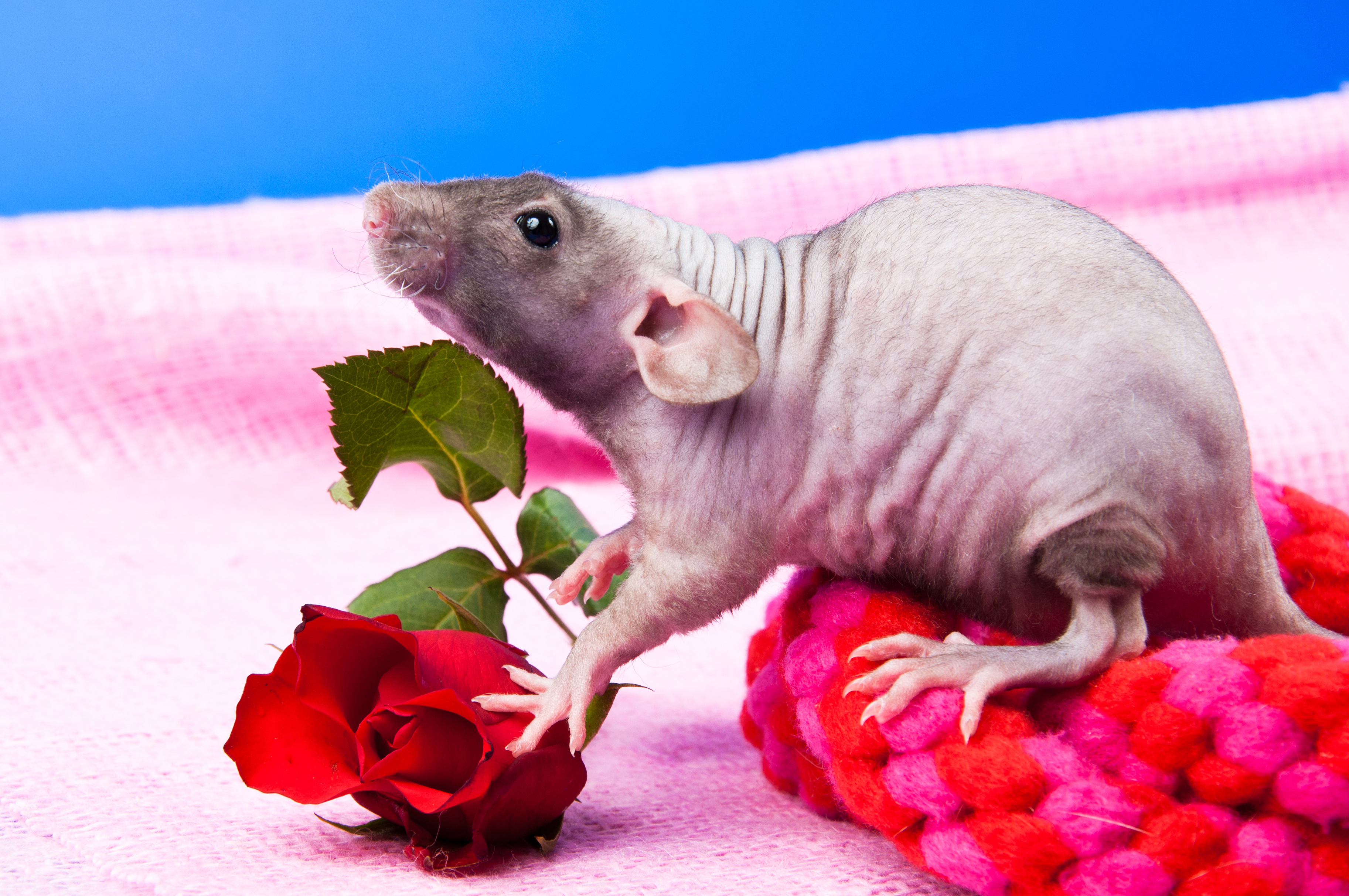 ratto dubbo hairless ratto dubbo hairless