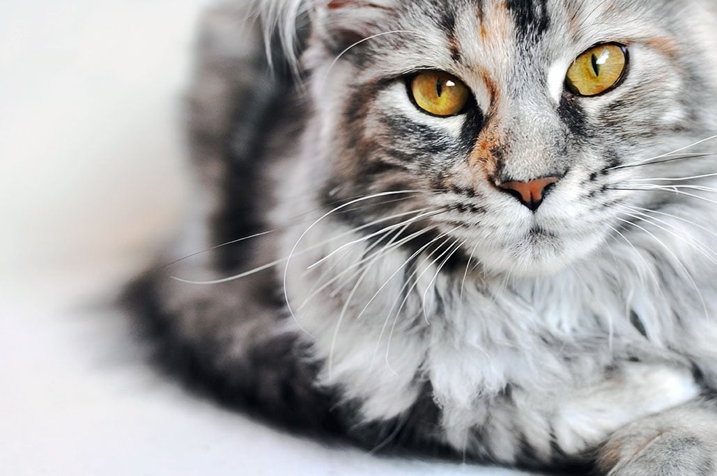 IL GATTO &Egrave; DI RAZZA SE HA IL PEDIGREE!