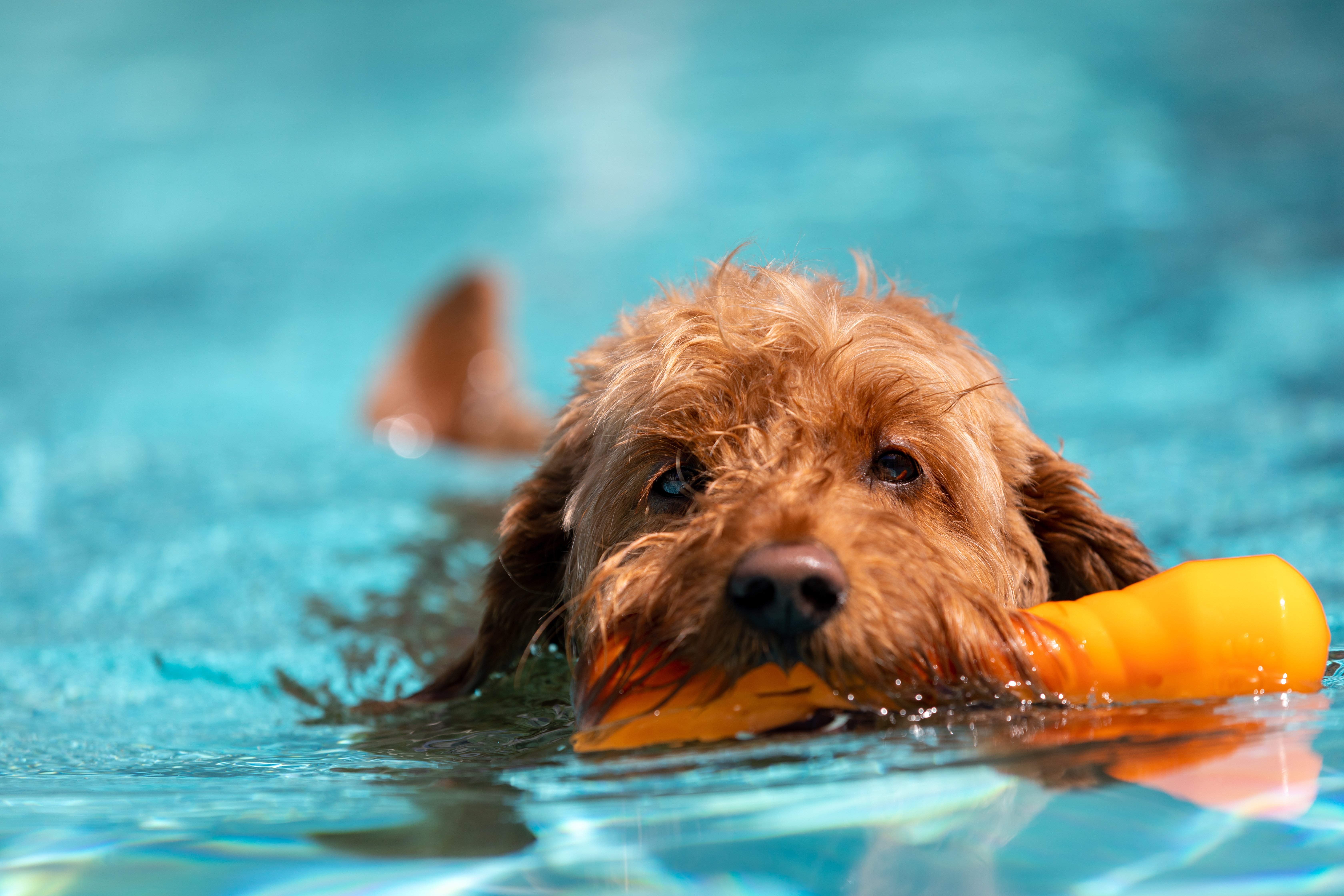 cane piscina