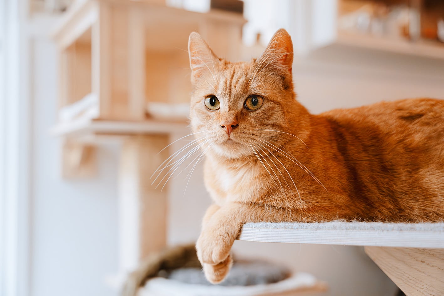 regole per il gatto in condominio regole per il gatto in condominio