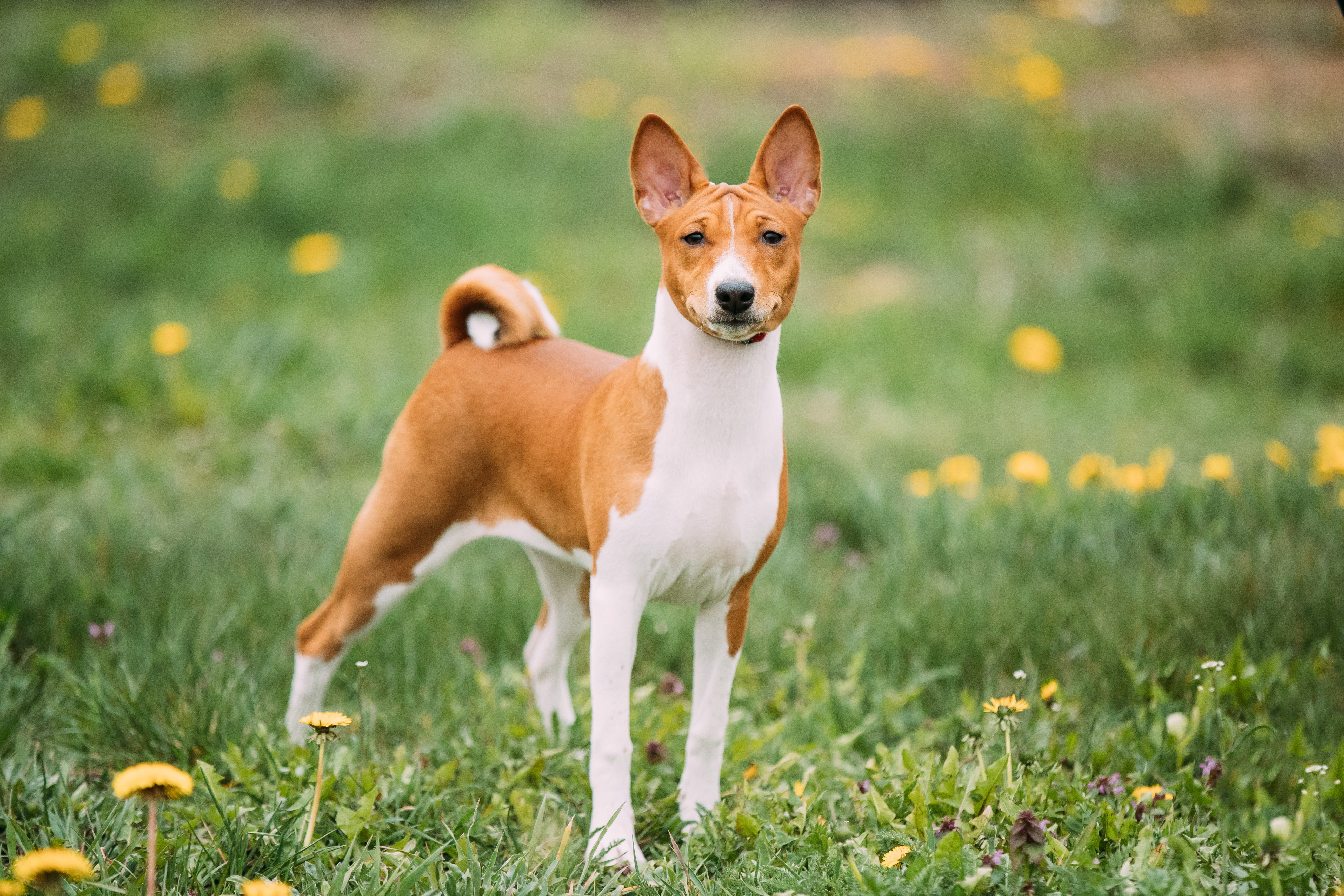 Basenji_cane Basenji_cane