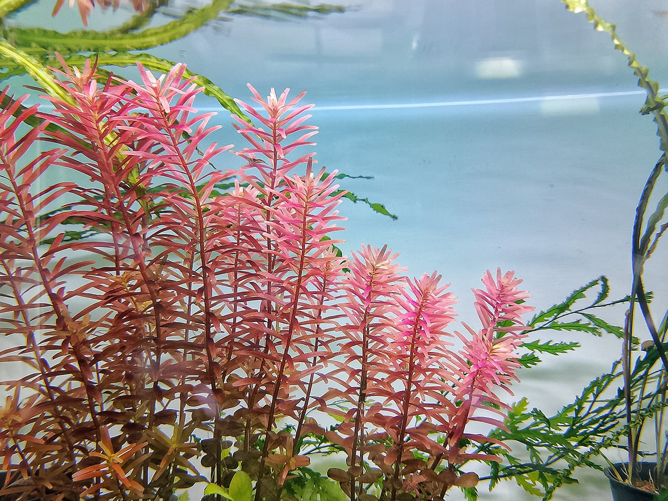 acquario acquario