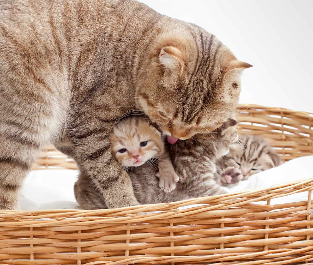 Gatta lecca i suoi cuccioli trasmettendo i feromoni dell’appagamento