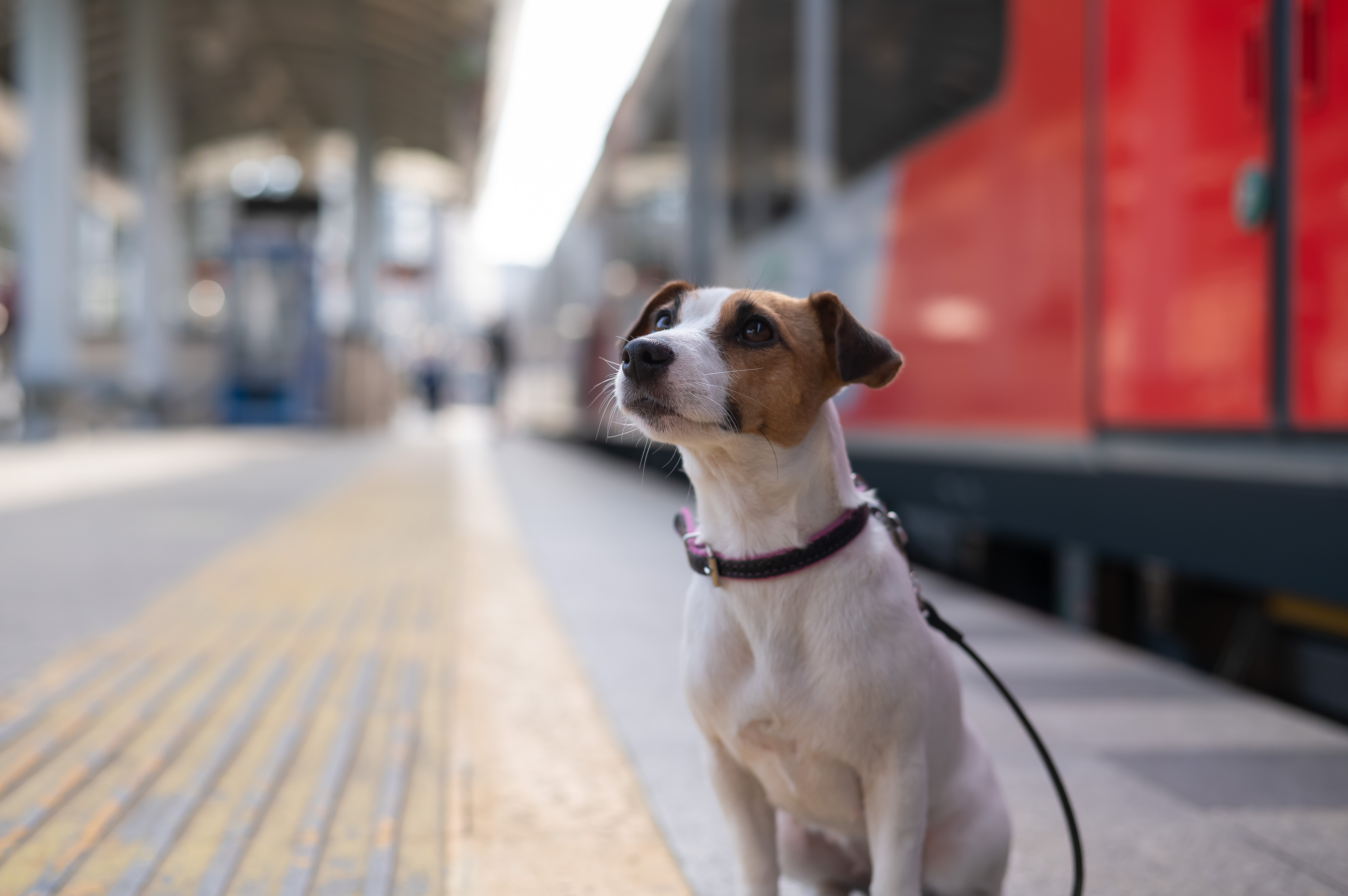 cane treno