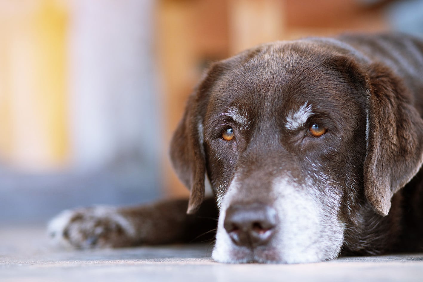vecchiaia nel cane vecchiaia nel cane