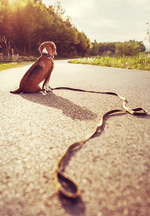 ABBANDONARE UN ANIMALE (QUALSIASI) E' REATO!