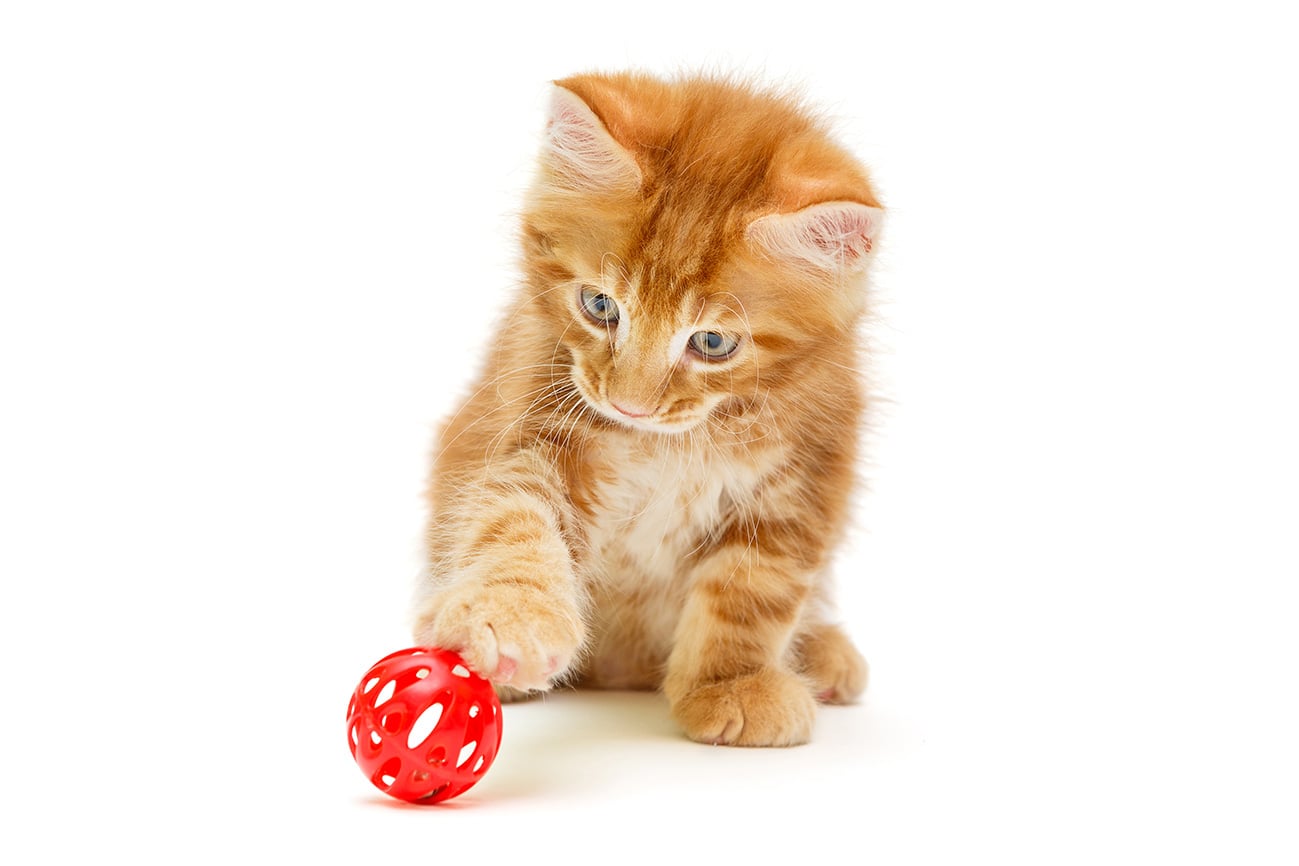 Gioco gatto divertimento Gioco gatto divertimento