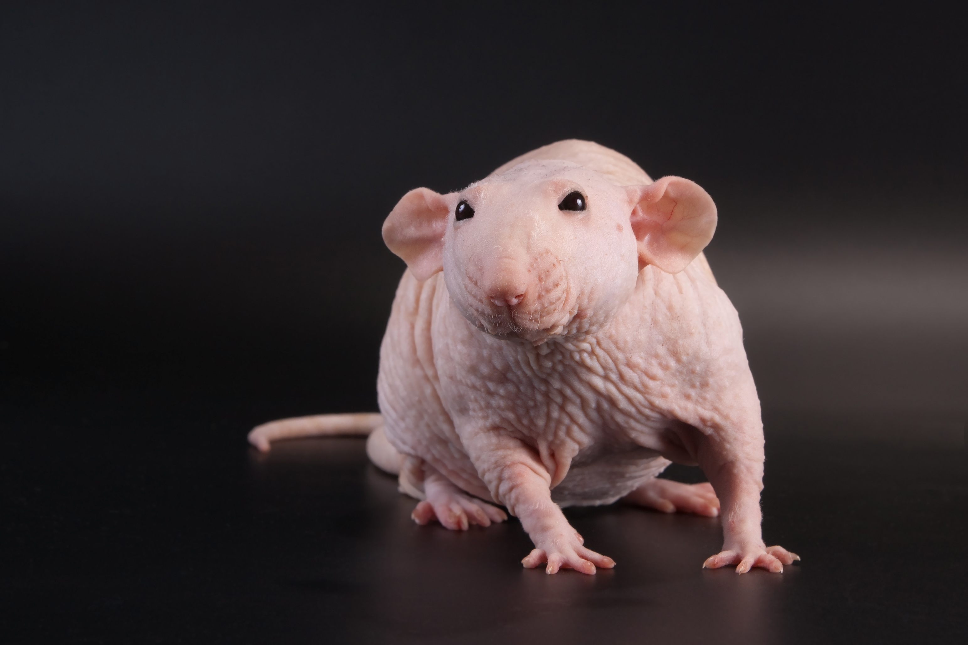 ratto dubbo hairless ratto dubbo hairless