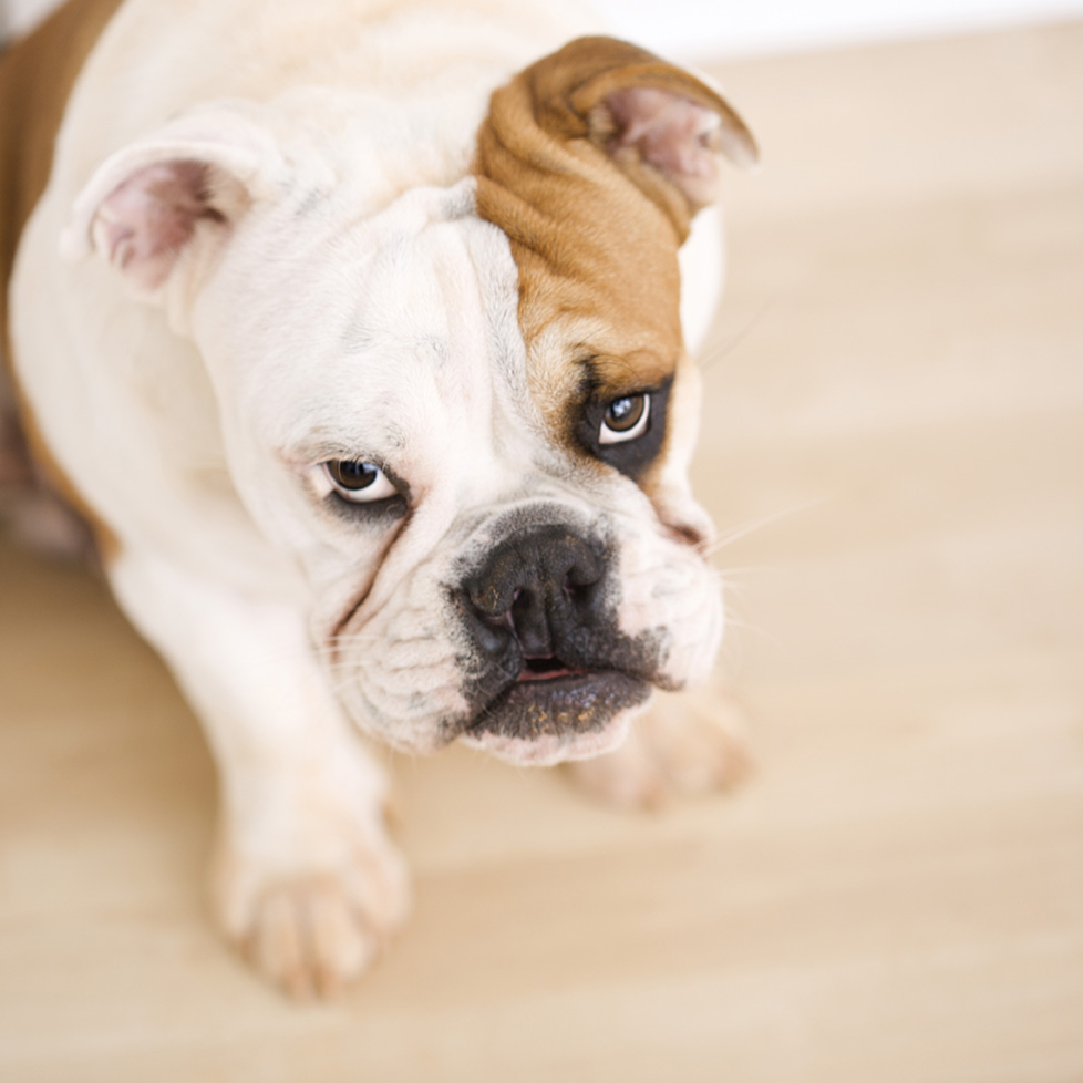 ansia seprazione cane ansia separazione cane