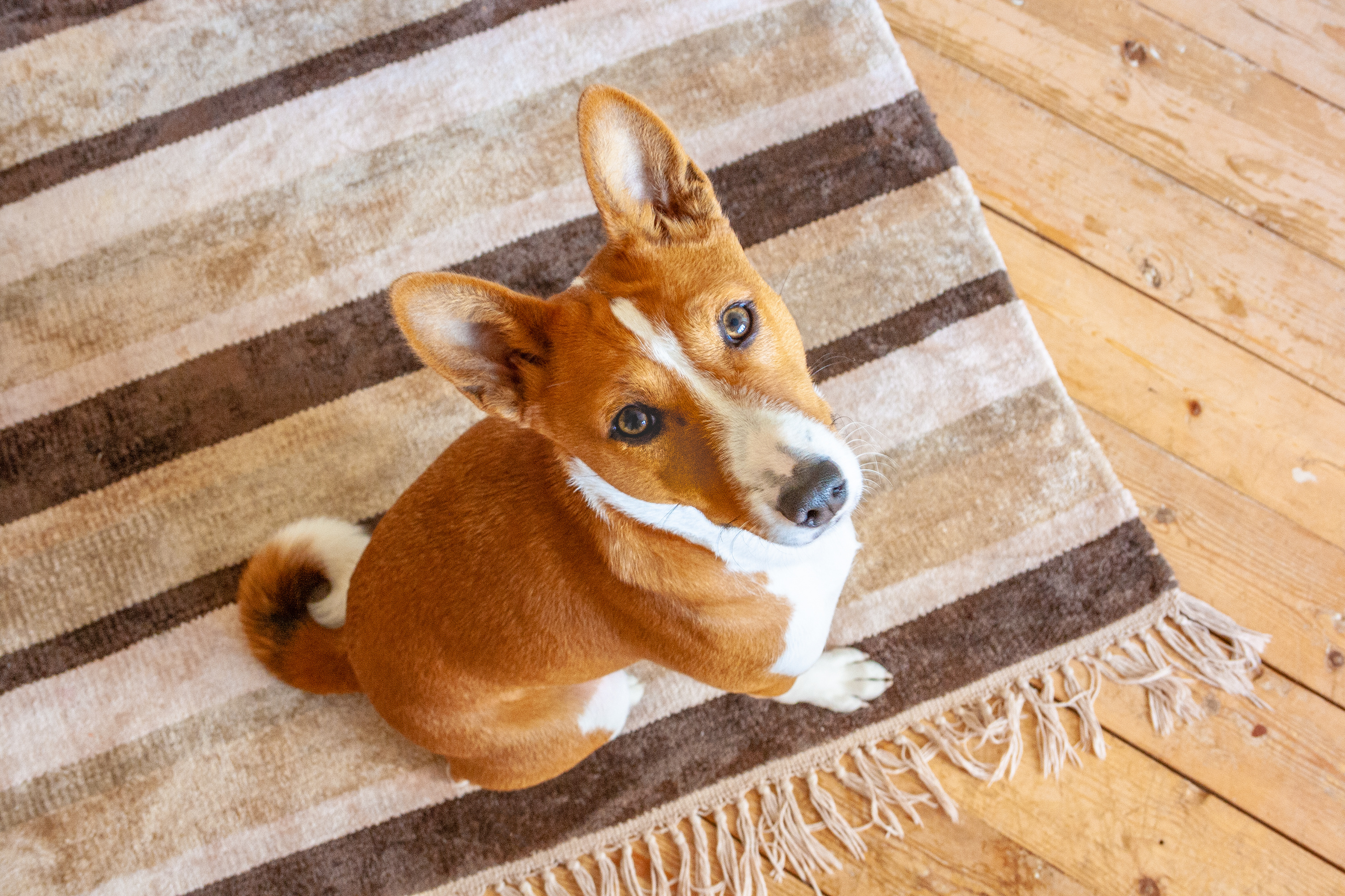 Basenji_cane Basenji_cane