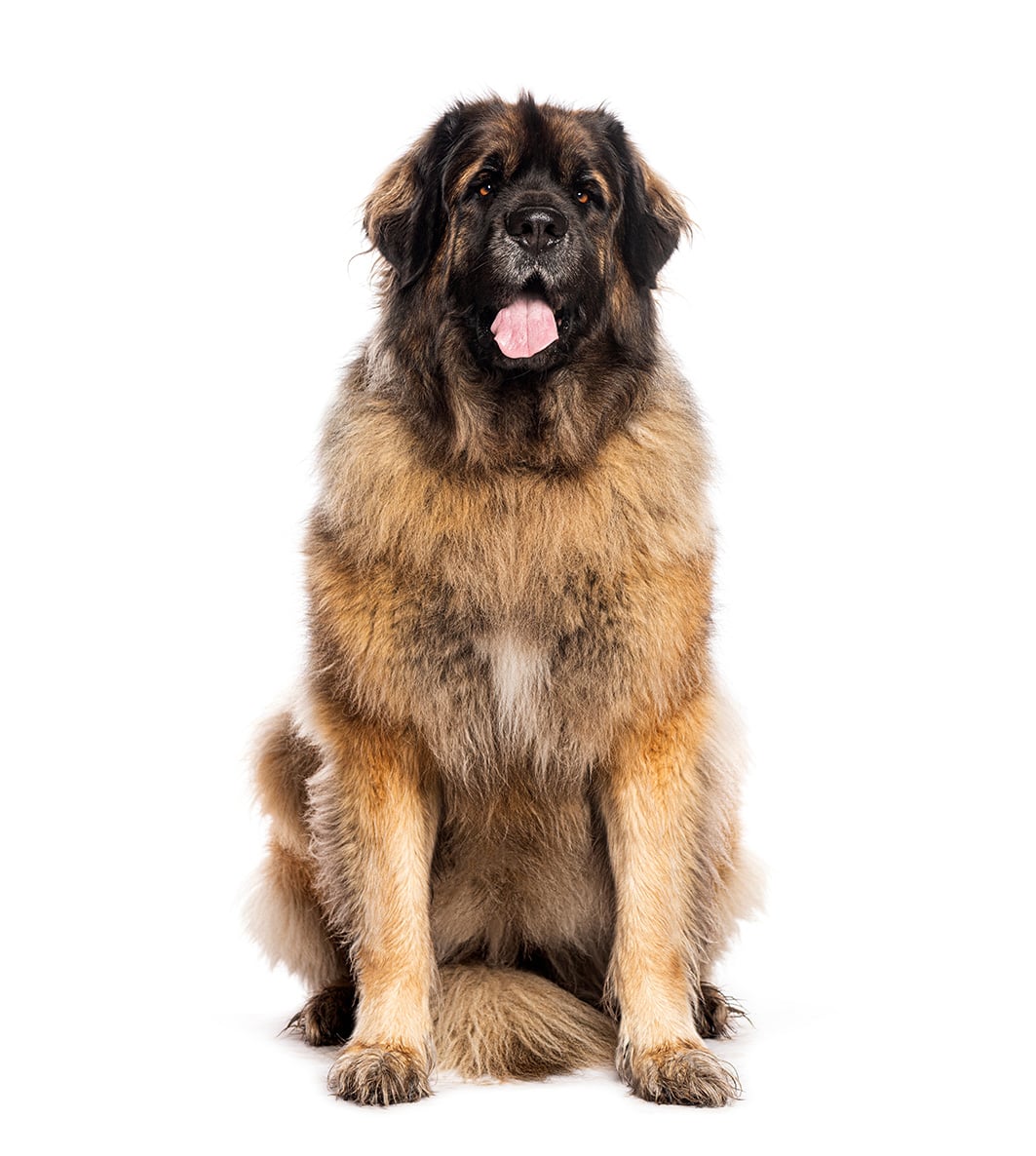 leonbergher gigante di dolcezza