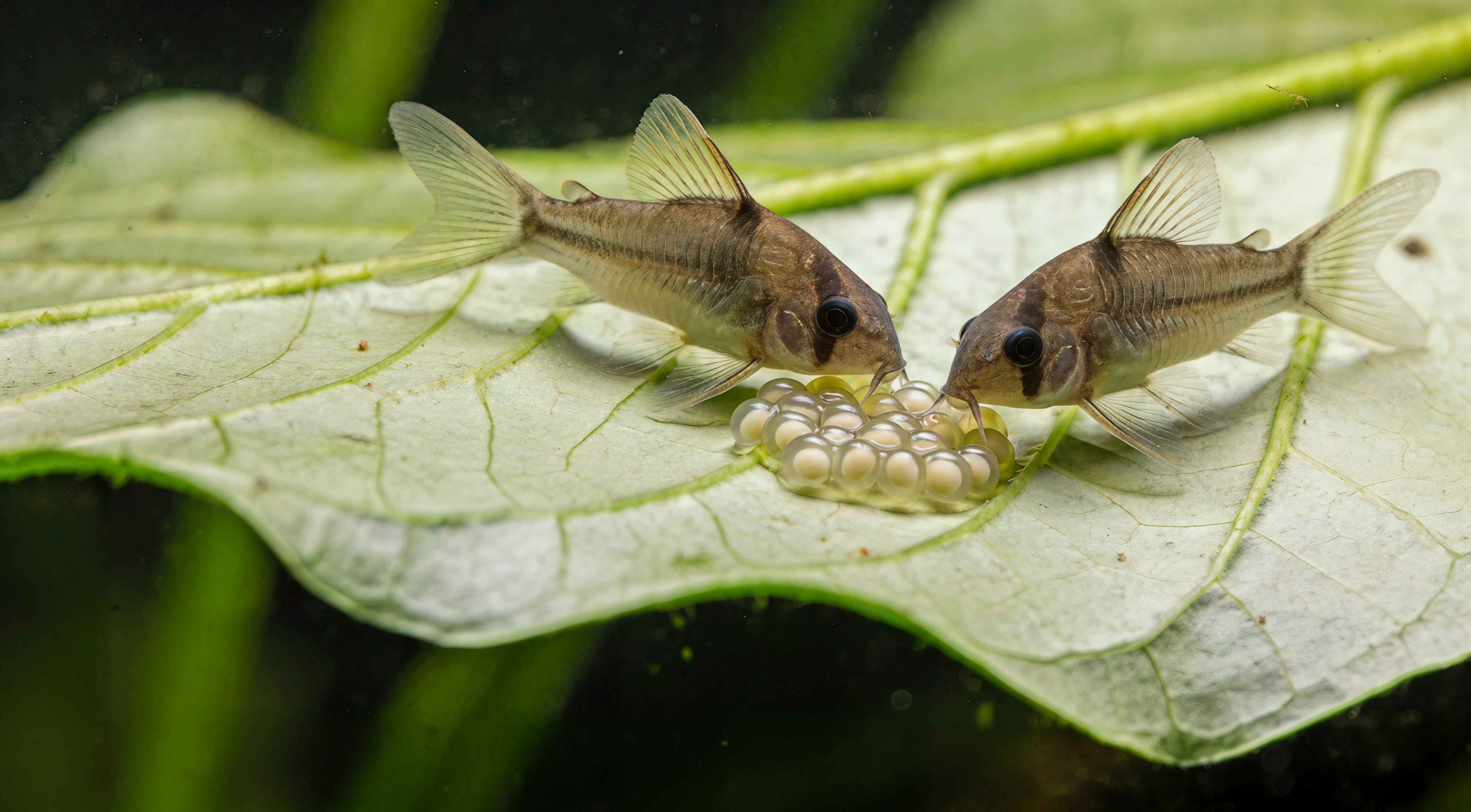 Primavera, la stagione della riproduzione in acquario. Come prepararsi?