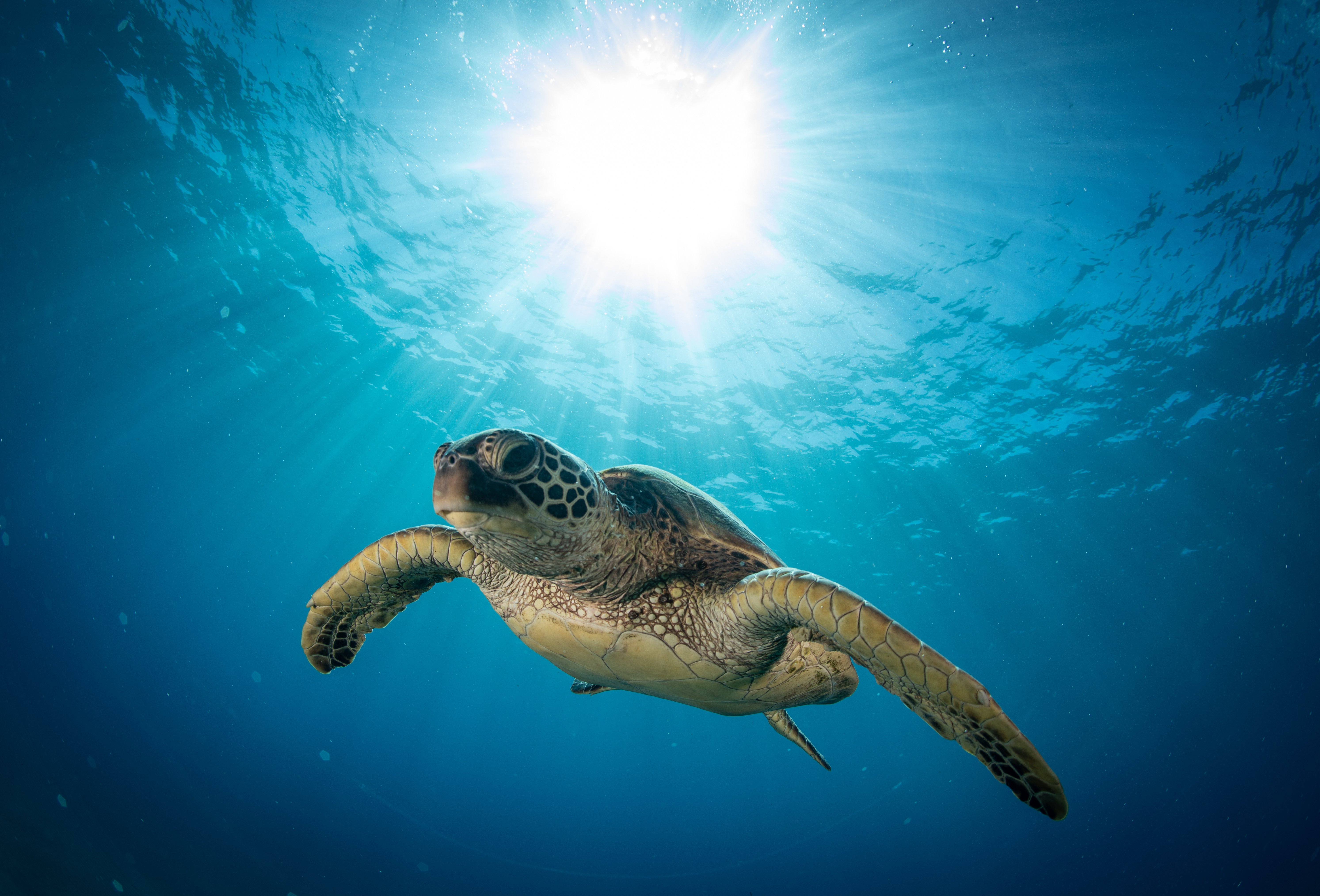Tartarughe: quante specie esistono e quanto possono vivere