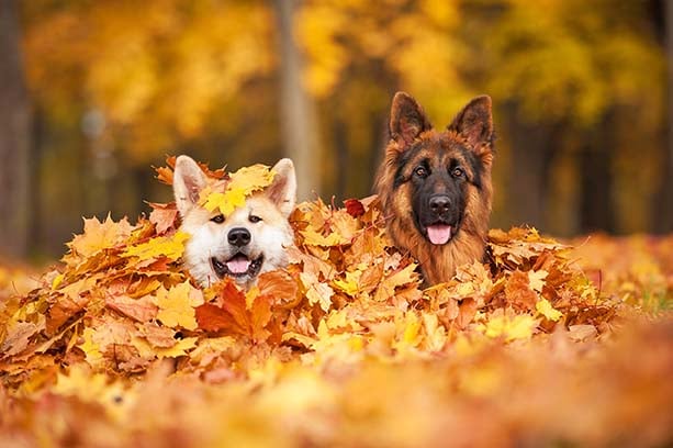Come preparare i nostri pet al cambio di stagione: dall&rsquo;estate all'autunno
