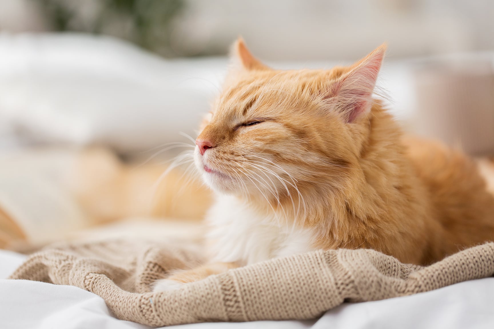 fusa nel gatto fusa nel gatto