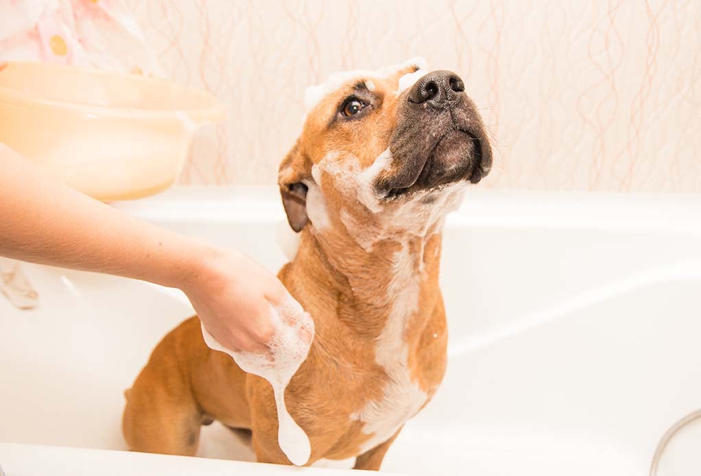 Ogni Quanto Lavare il Cane? La Guida alla Toelettatura