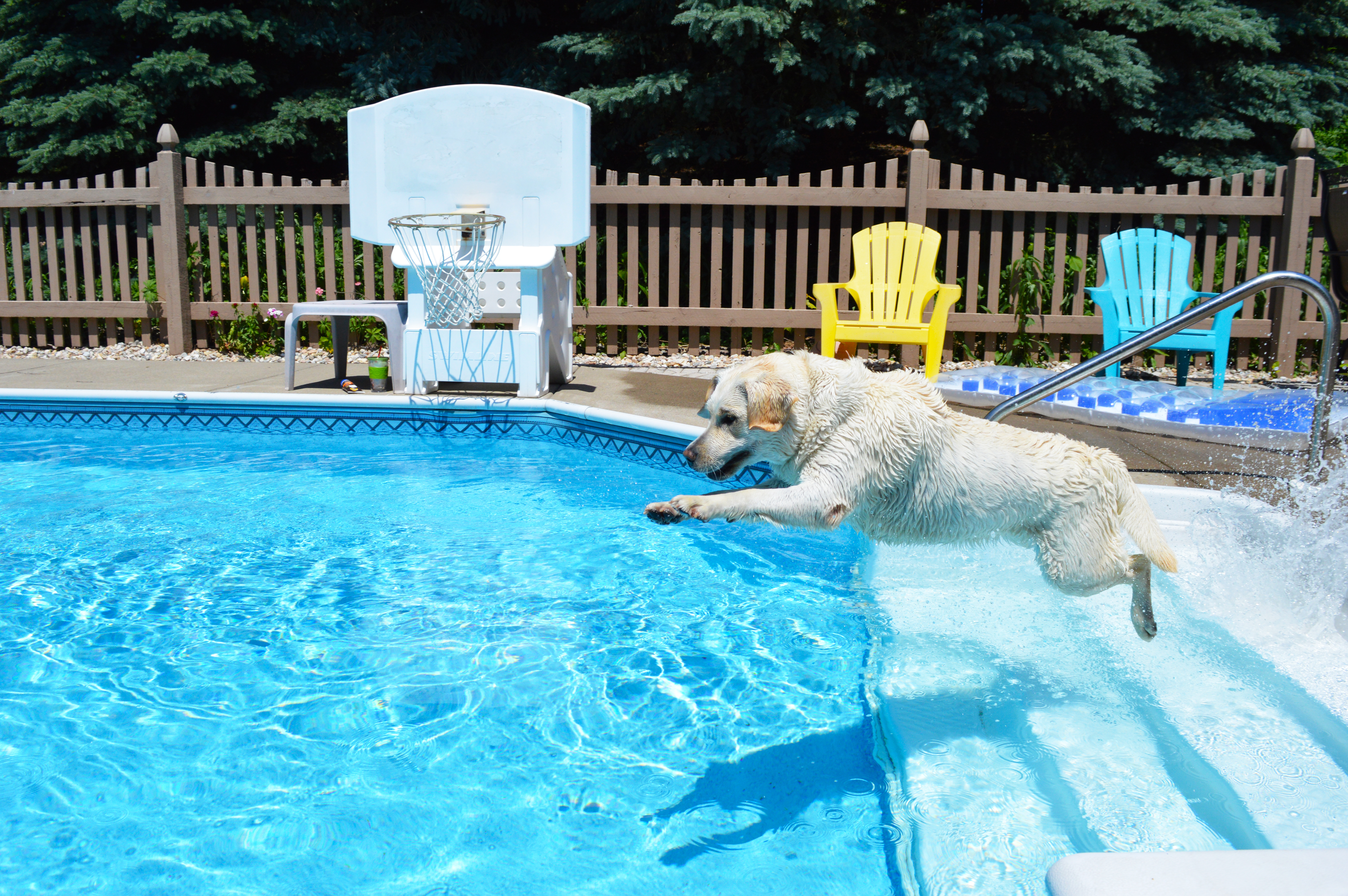 cane piscina