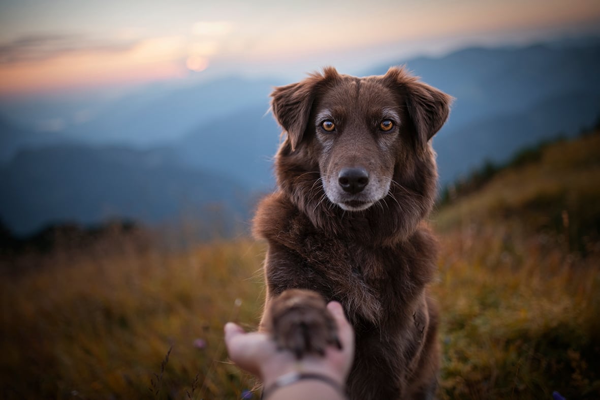 Incontrare un cane Incontrare un cane
