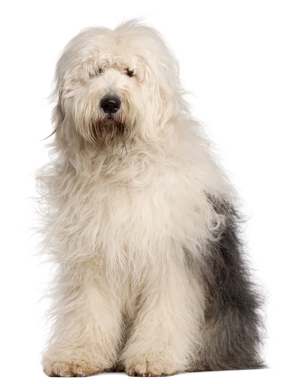 Old english sheepdog