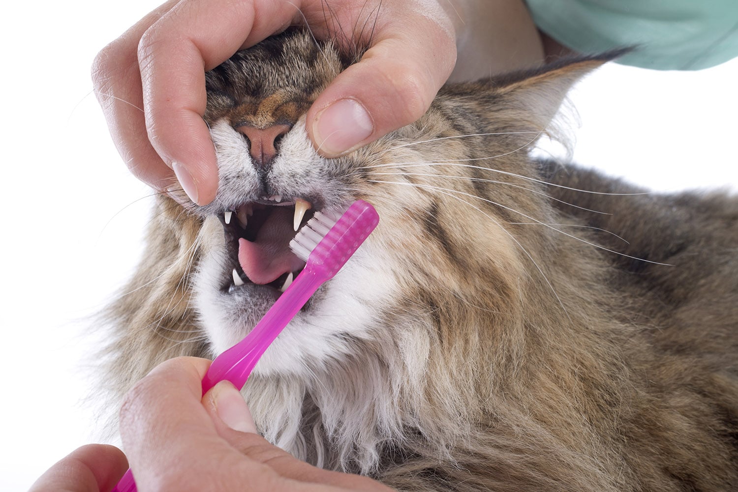 igiene orale gatto igiene orale gatto