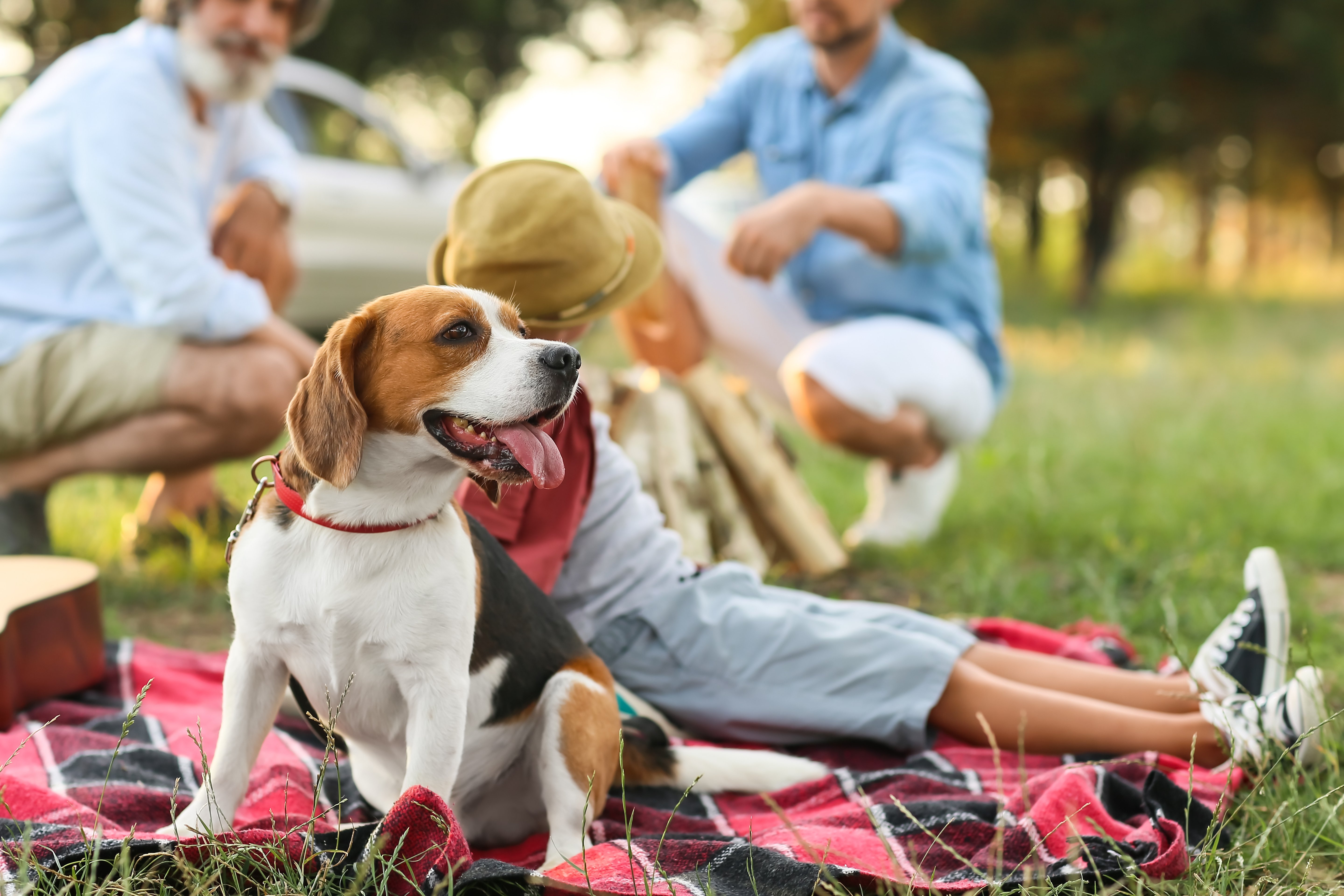 cane picnic cane picnic
