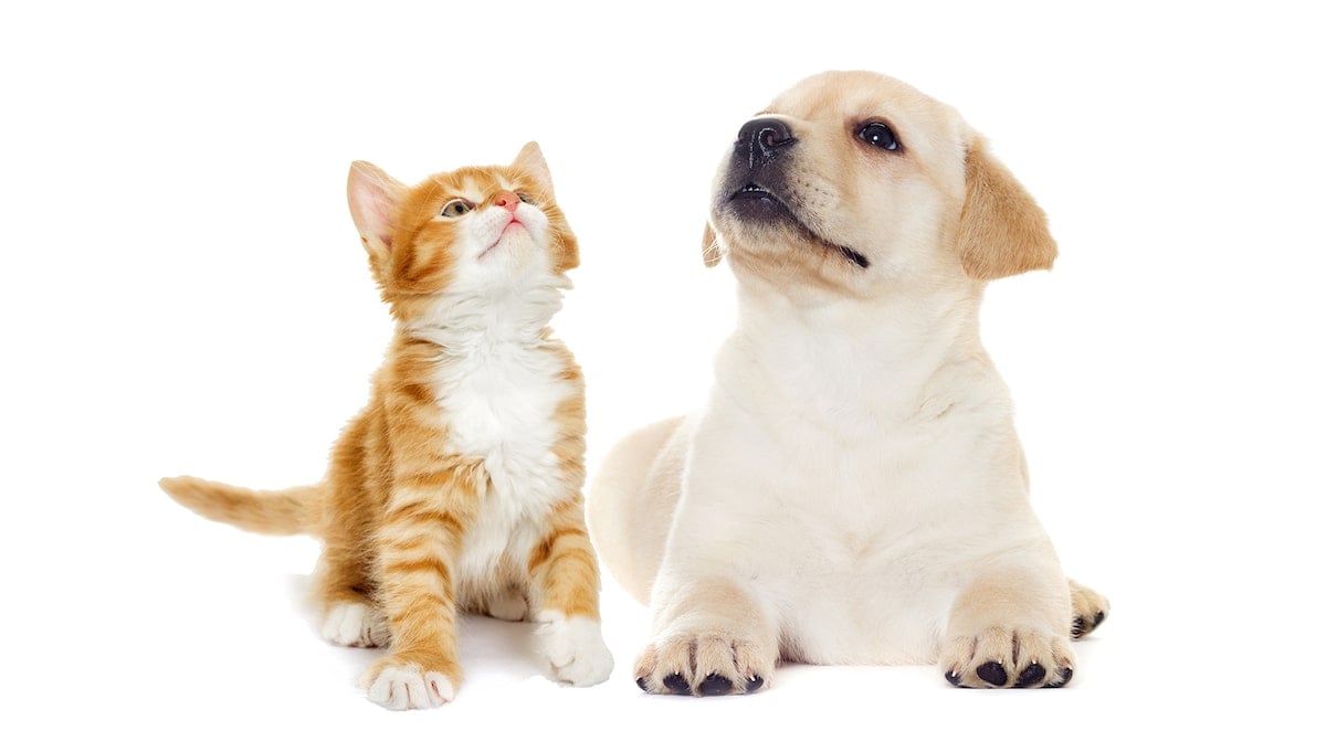 cuccioli-cane-gatto Due cuccioli di cane e gatto seduti vicini su sfondo bianco