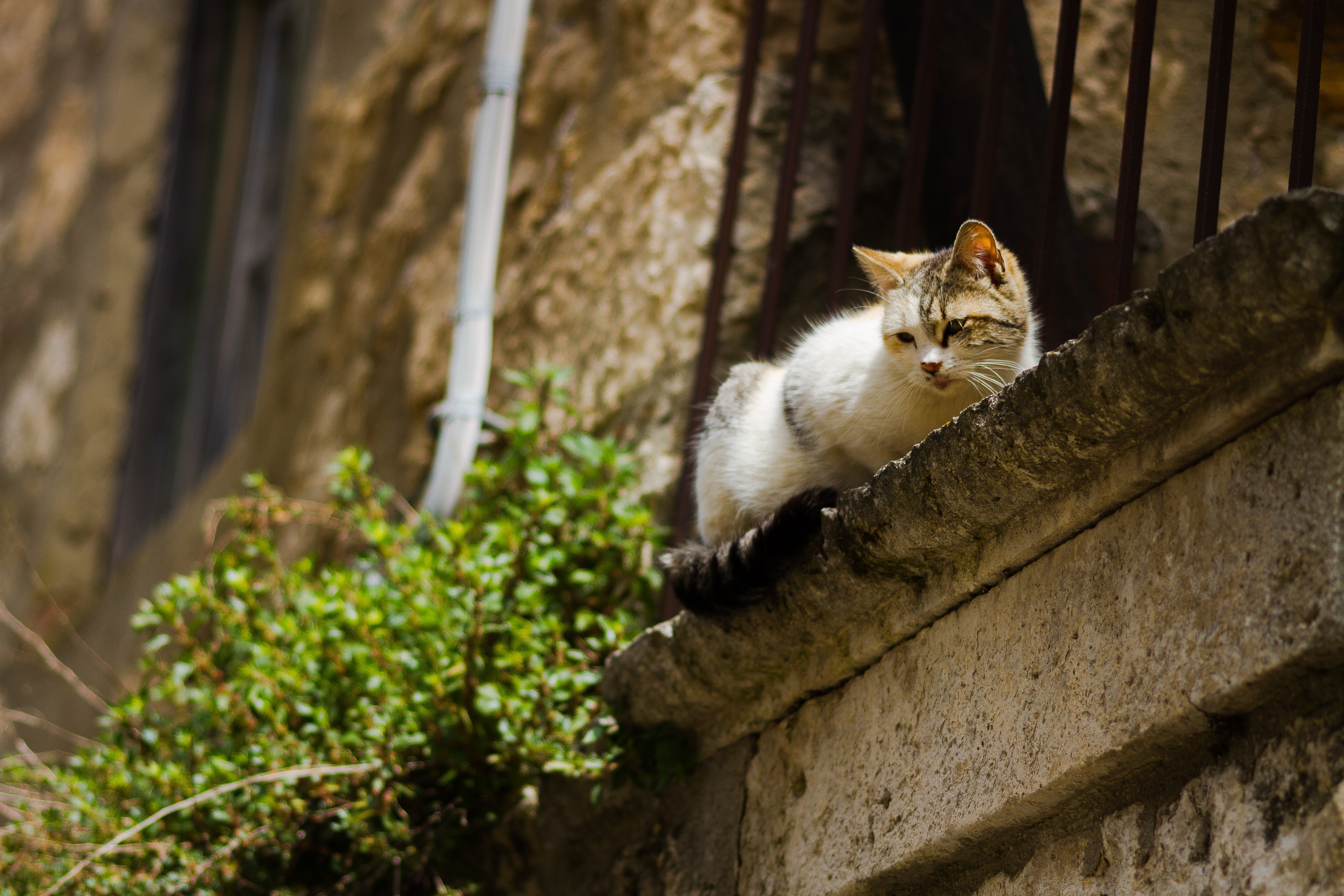 gatto strada gatto strada