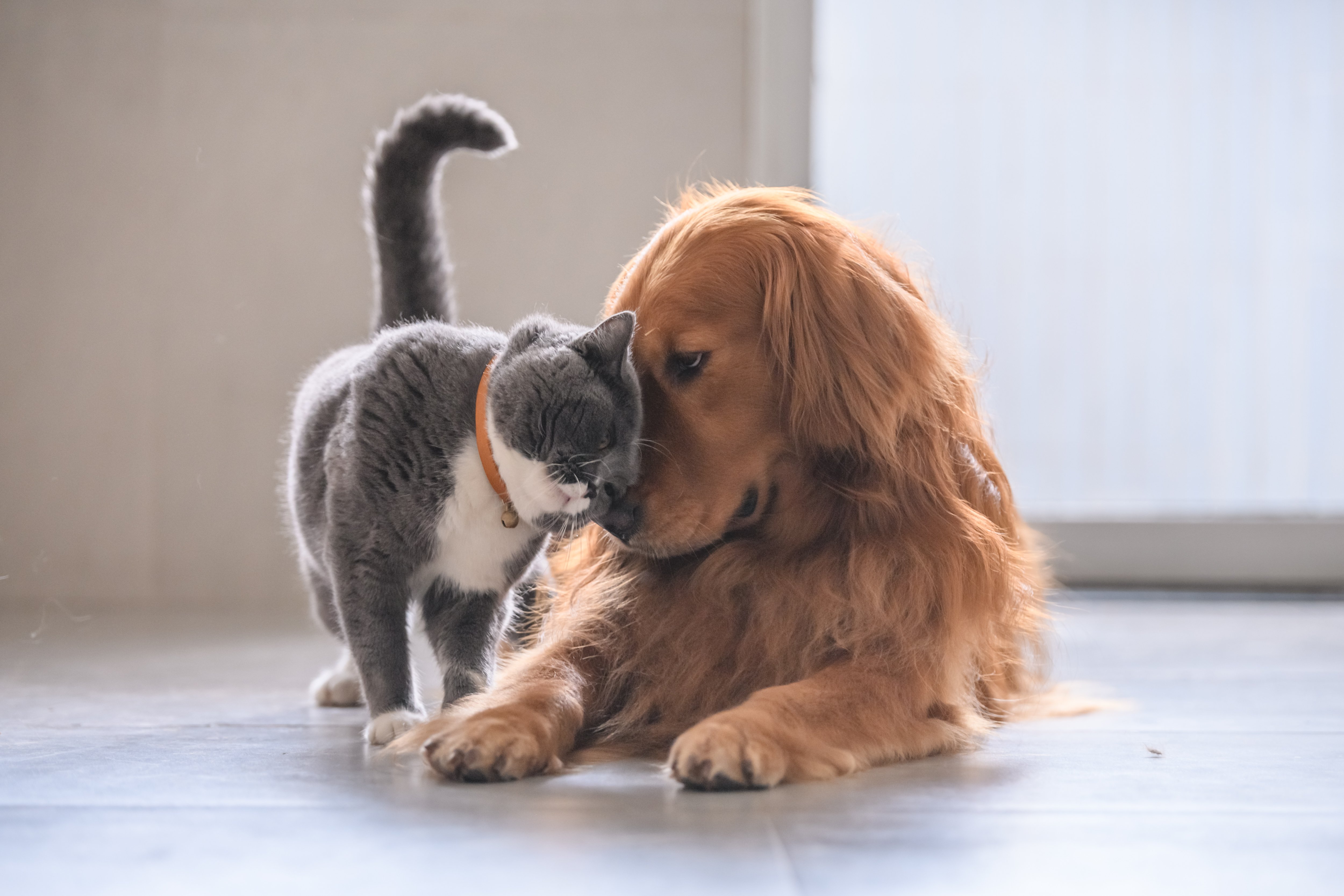 cambio alimentazione gatto e cane cambio alimentazione gatto e cane
