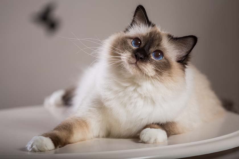 Guida alla gestione e al benessere del gatto sterilizzato